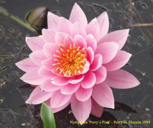 Nymphaea 'Perrys Pink'